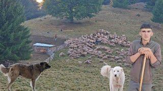 PESTE 300 DE OI IN VARF DE MUNTE,VIN INSOTITE DE CAINII CIOBANESTI AI LUI DAVID.SE LASA SEARA.