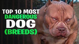 Top 10 Most Dangerous Dog Breeds in the World