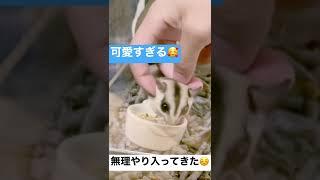 そんなに無理やり入って来ないで️#フクロモモンガ#フクモモ#小動物 #sugerglider #蜜袋鼯#sóc bay