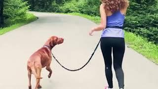 Hands Free Jogging Leash for Dogs | HappyDog