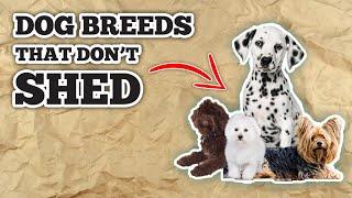 10 Dogs That Dont Shed: Non Shedding Dog Breeds