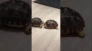 Sulcata Tortoise  4 Year Transformation | I'm Just A Kid