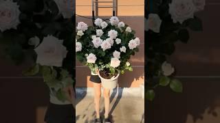 Beautiful rose plant (24/5)