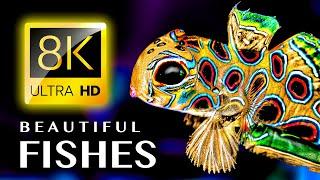 MOST BEAUTIFUL FISHES IN THE WORLD 8K ULTRA HD