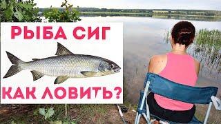 Как на что и где ловить рыбу сиг летом весной и осенью? Секреты ловли рыбы сиг!