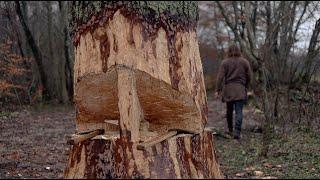 Cutting down big tree with axe - how to