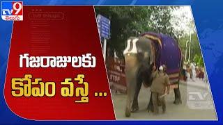 శ్రీవారి ఆలయంలో గజరాజుల ఘీంకారం | TTD Elephants  - TV9