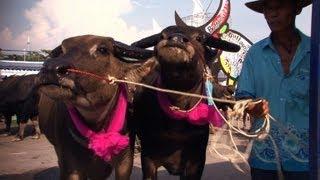 Bare-back buffalo riders race for glory in Thailand