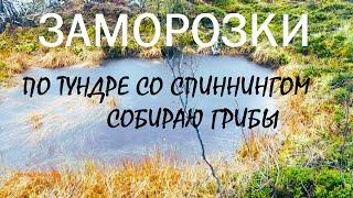 Заморозки. Осенний променад со спиннингом. Сезон закрыл грибами.