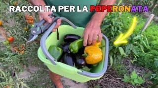 RACCOLGO gli ORTAGGI per fare la PEPERONATA!