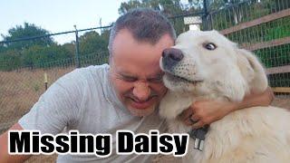 When Will Daisy Come Home? Plus a Full Week at Our Homestead.