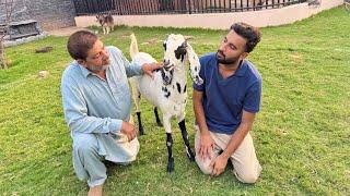 Uncle G Ka Qurbani Ka Bkra Beemar Hogea