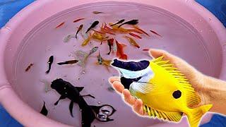 Black Koi Fish Pink Blue Fish Molly Guppy Swordtail Fish Carp Goldfish Koi Perch Cute animals Videos