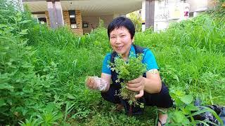 비단풀 효능 암세포 집중공격 전문가들도 깜짝 놀랄만한 효능들을 가지고 있다 진천산골맛집 자연이 내몸을 살린다043)536 9509