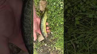 Mammoth Spring Dam in Arkansas #troutfishing #trout #arkansas #catchandrelease