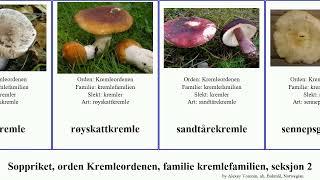 Soppriket, orden Kremleordenen, familie kremlefamilien, seksjon 2 skarp mild fungus stor riske rød