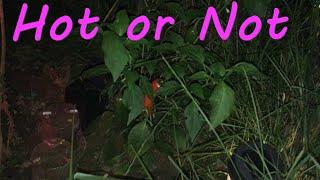 Hot or Not Midnight Check if unknown Pepper plant is hot peppers