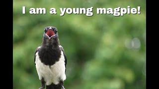 A beautiful young magpie: Birds, Nature, Bird sounds @NaturesFairy