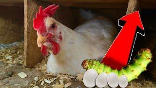 Did This Make the Chickens Start Laying again!? + Fighting Roosters