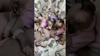 Sphynx Elf - Сфинкс Эльф 