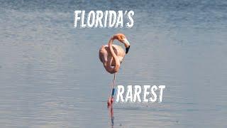 FLORIDA’S RAREST - Can we find the American Flamingo?