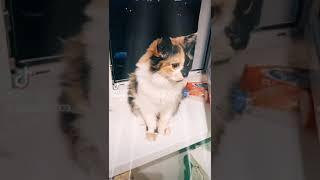Кошшшшшка на окне