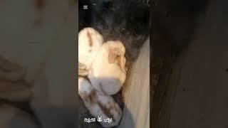ارانب  الخواجة #rabbit #bunny #pets