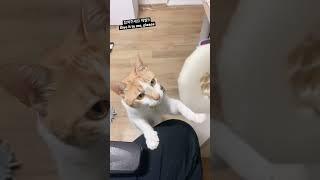 허세고양이 참외 앞에서 무너지다!! 주세요..  (Cat don't need pride in front of a Korean melon / 貓在香瓜面前不需要自尊心)