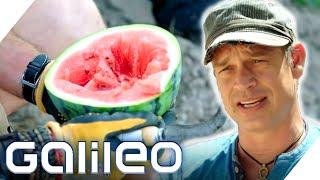 30.000 Kg täglich - Harro schuftet bei der Wassermelonen-Ernte | Galileo | ProSieben