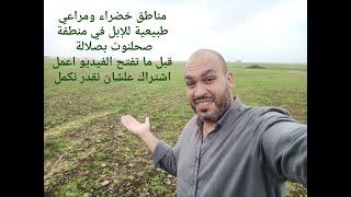 رعي الإبل في الطبيعة الساحرة والمراعي الخضراء الزاهية في منطقة صحلنوت