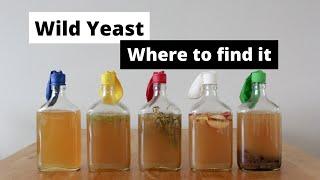 Wild Yeast - where to find it