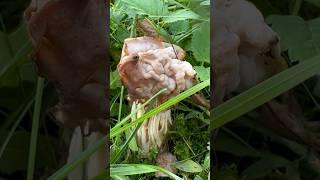 Кто знает что это за грибы такие странные?? Зажигалочка спрашивает! #грибы #латвия #зажигалочка