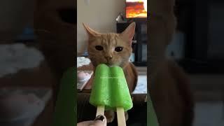 Funny Moments #funnycat #catlover #funny #cat #cats #pets #funnypets