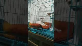 cat cage #cutedog #cat #kitten #nngt #pets #cage #catplaying #meow #babycat #baby