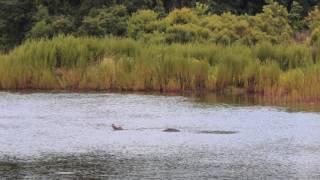 Huge Alligator Almost Got My Drone