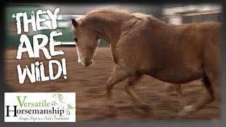 MY HORSES HAVE GONE WILD! // Versatile Horsemanship