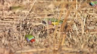 Over 100 Wild Gouldian Finches!