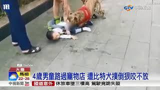 4歲男童路過寵物店 遭比特犬撲倒狠咬不放│中視新聞 20180523