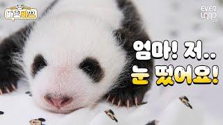 What was it that the twin baby pandas saw as they opened their eyes? | #BaoBao EP.5