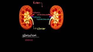 Böbrek Fonksiyonu ve Anatomisi (Sağlık ve Tıp)