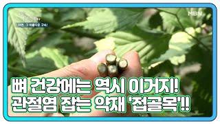 뼈 건강에는 역시 이거지! 관절염 잡는 약재 '접골목'!! MBN 210623 방송