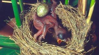 Common Cuckoo chick ejects eggs of Reed Warbler out of the nest.David Attenborough's opinion