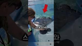 야생 가오리와 30초만에 친구가 된 '여자의 비밀'