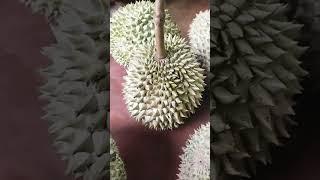 Food Trip#347 Durian |How to Know if it is Ripe
