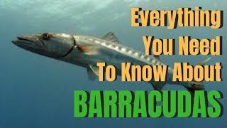 Everything you need to know about BARRACUDAS