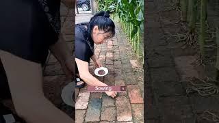 How To Turn  Brick Yard To A Vegetable Garden #satisfying #shot