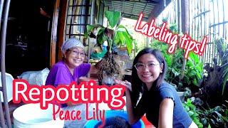 Buti pa ang halaman may label | Repotting Using Cocopeat | Roaming Rona