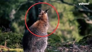 Moment native Aussie animal spotted 15,000km from home | Yahoo Australia