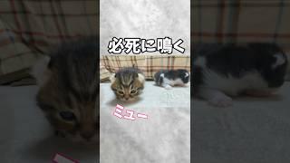 必死に鳴く子猫に手を焼くパパ猫の行動が人間っぽいw