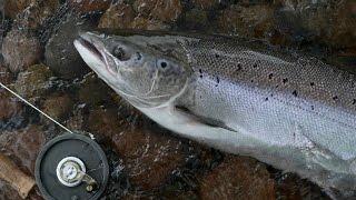 West Coast Newfoundland Salmon